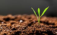 Agrochemical Use for Soil Fertility and Plant Nutrition