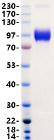 Recombinant Human ACE2 protein