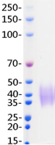 Recmobinant Human PD-1 / PDCD1 Protein