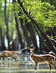 Website at https://www.visitsunderbans.com/