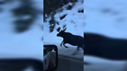 Montana Woman Captures Incredible Encounter With Moose Running Down Highway