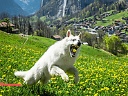 Furry Instagram dog hosts virtual trip to Switzerland for his followers - We The World Magazine