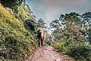 Homecoming after 20-years: Thailand elephants return ‘home’ as tourism stutters - We The World Magazine