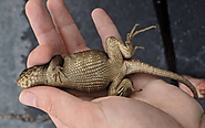 Constipated lizard broke record of having the largest amount of poop in any animals - We The World Magazine