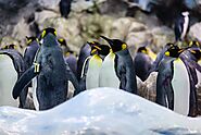 Study finds penguin poop contains intense amounts of laughing gas - We The World Magazine