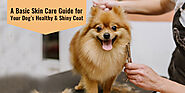 A Basic Skin Care Guide for Your Dog’s Healthy and Shiny Coat