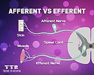 Afferent vs Efferent- Understanding Nervous System