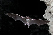 Why Bat’s Come Out only at Night- Short Moral Stories for Kids
