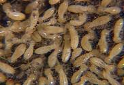 How to Identify The Different Types of Termites