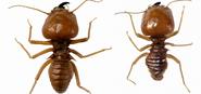 Types of Termite Protection