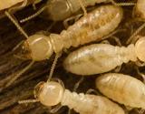 Termite Baiting and Other Termite Control Methods