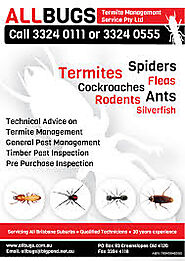 Strategies Related To Successful Termite Control Brisbane