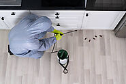 Top 6 Reasons Why You Need Regular Pest Control