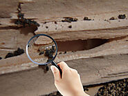 Best Termite Inspection in Castle Hills TX - On Feet Nation