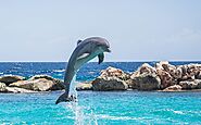 Dolphin Marine Magic