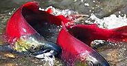 Tips to get more Alaskan Salmon
