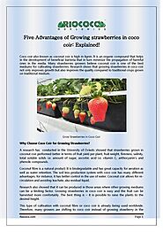 Five Advantages of Growing strawberries in coco coir: Explained!