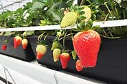 Growing Strawberries in Coco Coir: Transforming Your Farming by Shifting to Advanced Growing Systems