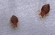 5 Best Ways to Control Bed Bugs in Your Home - TrendyHome