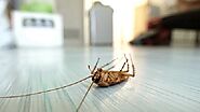 What are the dos and don’ts of Pest Control? - TrendyHome