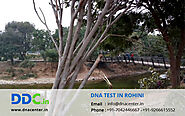 DNA Test in Rohini