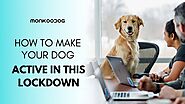 Engage Your Dog in Some Fun This Lockdown! - Monkoodog