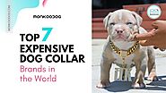 Top 7 Most Expensive Dog Collar Brands In The World - Monkoodog