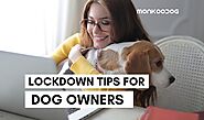 Lockdown Guidance For Being A Happy Dog Owner - Monkoodog