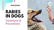 Everything You Need To Know About Rabies Treatment And Prevention - Monkoodog