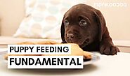 How You’re Feeding Wrong To Your Puppy - Monkoodog