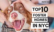 Top 10 Foster Homes In New York City - Monkoodog