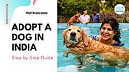 Steps to Adopt a Dog in India - Monkoodog