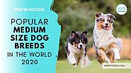 Best Medium-Sized Dog Breeds - Monkoodog