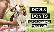 Ultimate Guide To A Perfectly Groomed Pet - Monkoodog