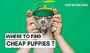 Cheap And Best Option For Puppy Adoption - Monkoodog