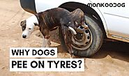Why Do Dogs Pee On Tires - Monkoodog