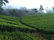 Exotic Tea Plantations