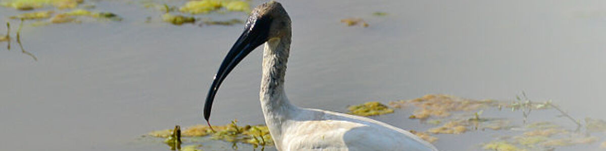 Headline for Top 4 Water Birds of Yala National Park