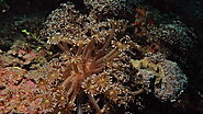 Flowerpot Corals