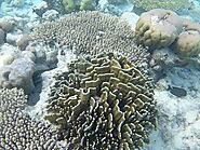 Heliopora Coral