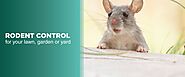 Steps for Rodent Control | Natural Mice Repellent for Outside - MDX — MDX Concepts