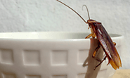 5 Easy Ways to Get Rid of Roaches – MDXConcepts