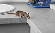 Here’s How You Mice-Proof Your Home – MDXConcepts