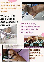 Golden [Stray Dog] Rescue Story