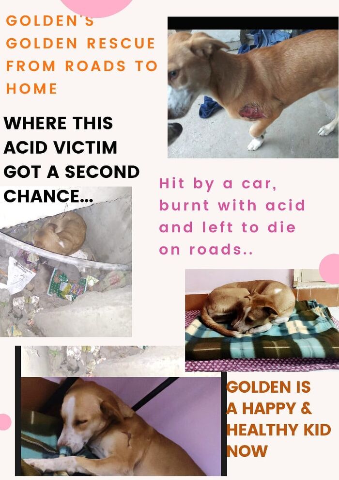 Inspiring Rescue Stories of Stray Dogs A Listly List