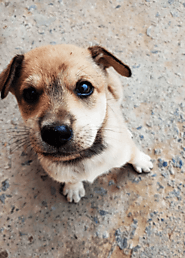 LTTW-A genuine platform that helps you to adopt a dog in Delhi