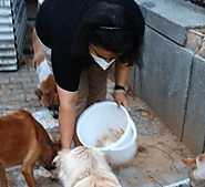 5 Diligent Animal Shelters in Delhi (that are working 24*7) | Youth Ki Awaaz