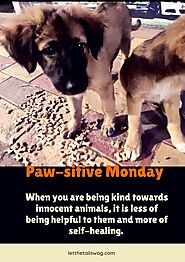 Paw-sitive Monday - Let The Tails Wag