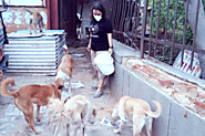 Rescuing Stray Dogs | Help Street Dogs - Let The Tails Wag