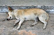 Donate For Stray Dogs | Show your love for homeless dogs.